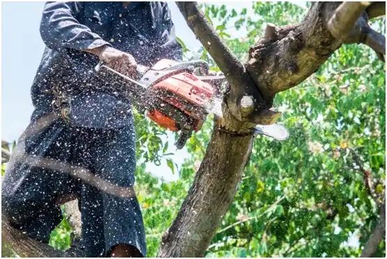 tree services Cokeburg